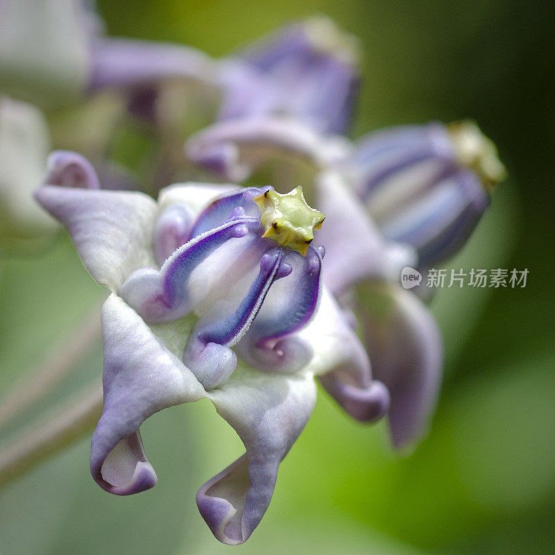 冠花，Calotropis giant tea